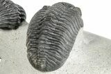 Beautiful Cluster of Pedinopariops Trilobites - Mrakib, Morocco #287721-9